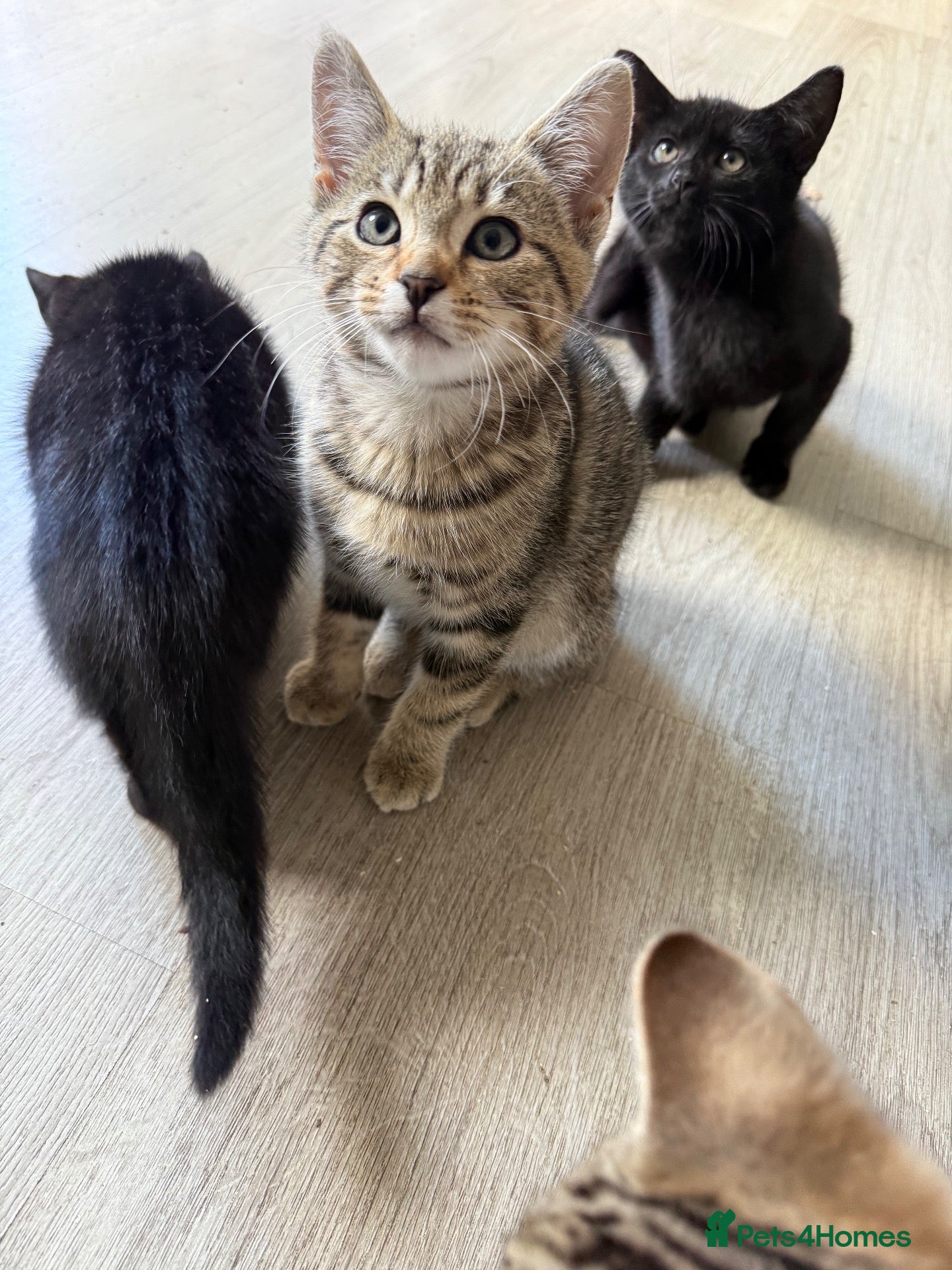 Mixed Breed cats male kittens taby and black  - Advert 18