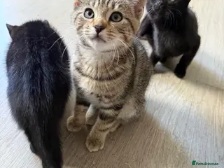 Mixed Breed cats male kittens taby and black - Advert 18