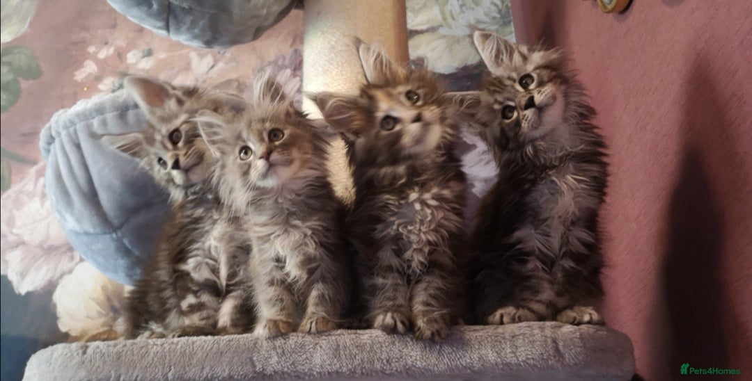 Maine Coon cats TICA/ POLY/ HEALTH CHECKED Maine Coons - Advert 16