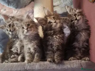 Maine Coon cats TICA/ POLY/ HEALTH CHECKED Maine Coons - Advert 16