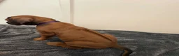 Rhodesian Ridgeback dogs for sale: Rhodesian Ridgeback puppies in Walsall - Advert 23