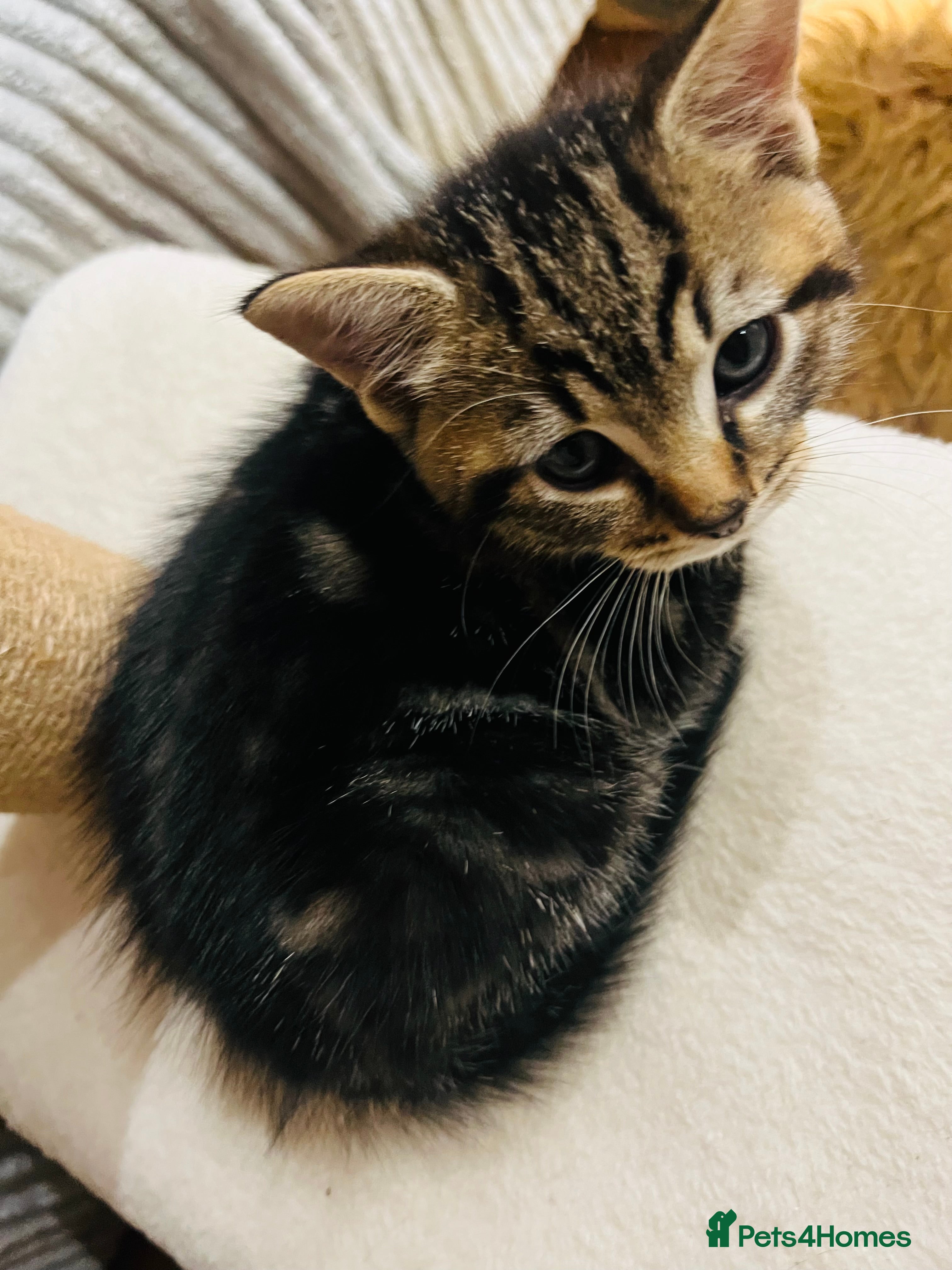 Mixed Breed cats Kittens  - Advert 2