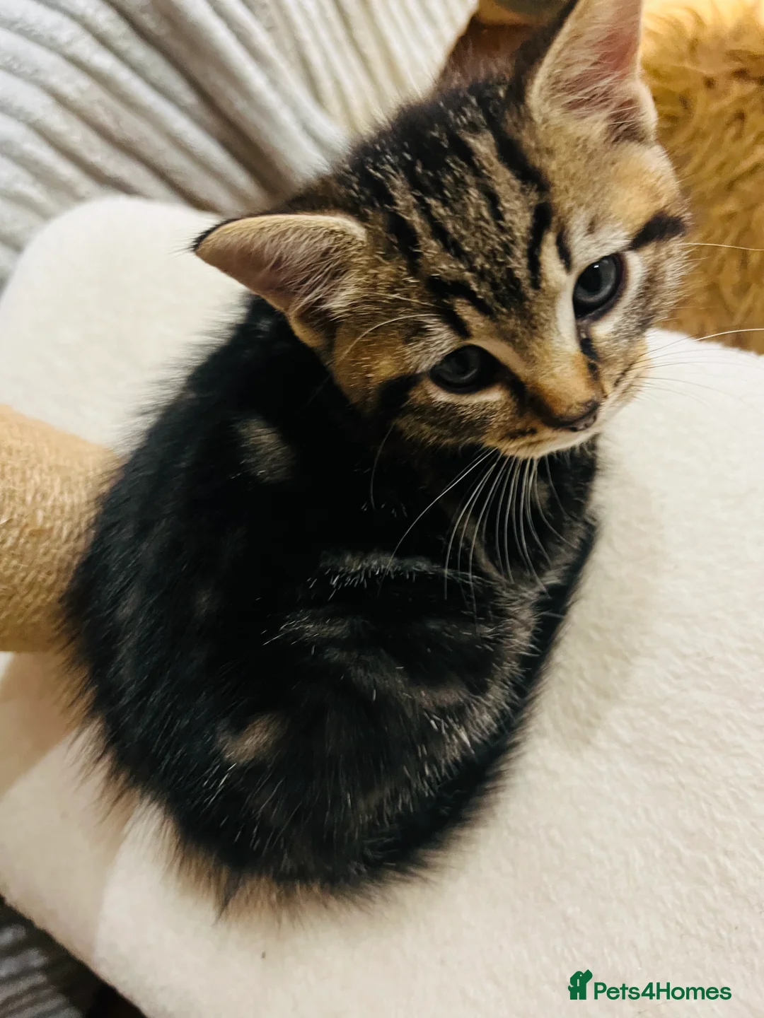 Mixed Breed cats for sale: Kittens  - Advert 2