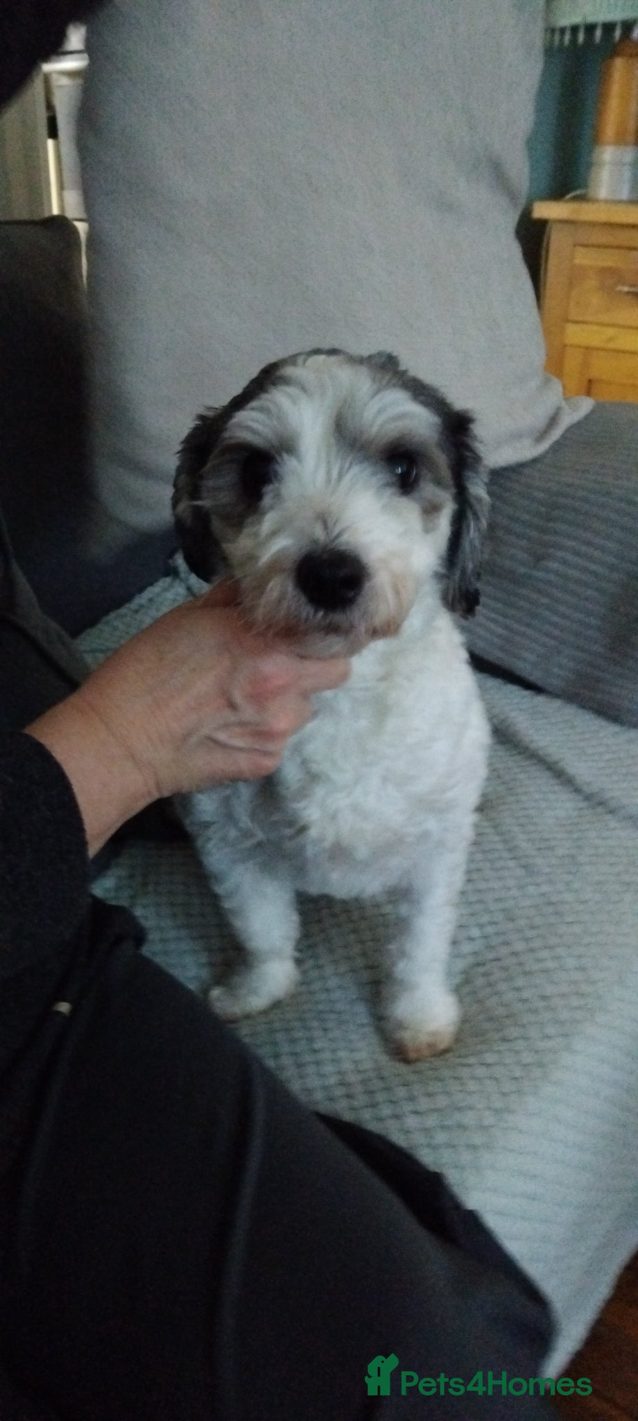 Mixed Breed dogs Morkie - Advert 1