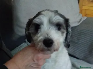 Mixed Breed dogs Morkie - Advert 1