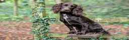 Cocker Spaniel dogs for sale: Sort hard to find - Advert 9