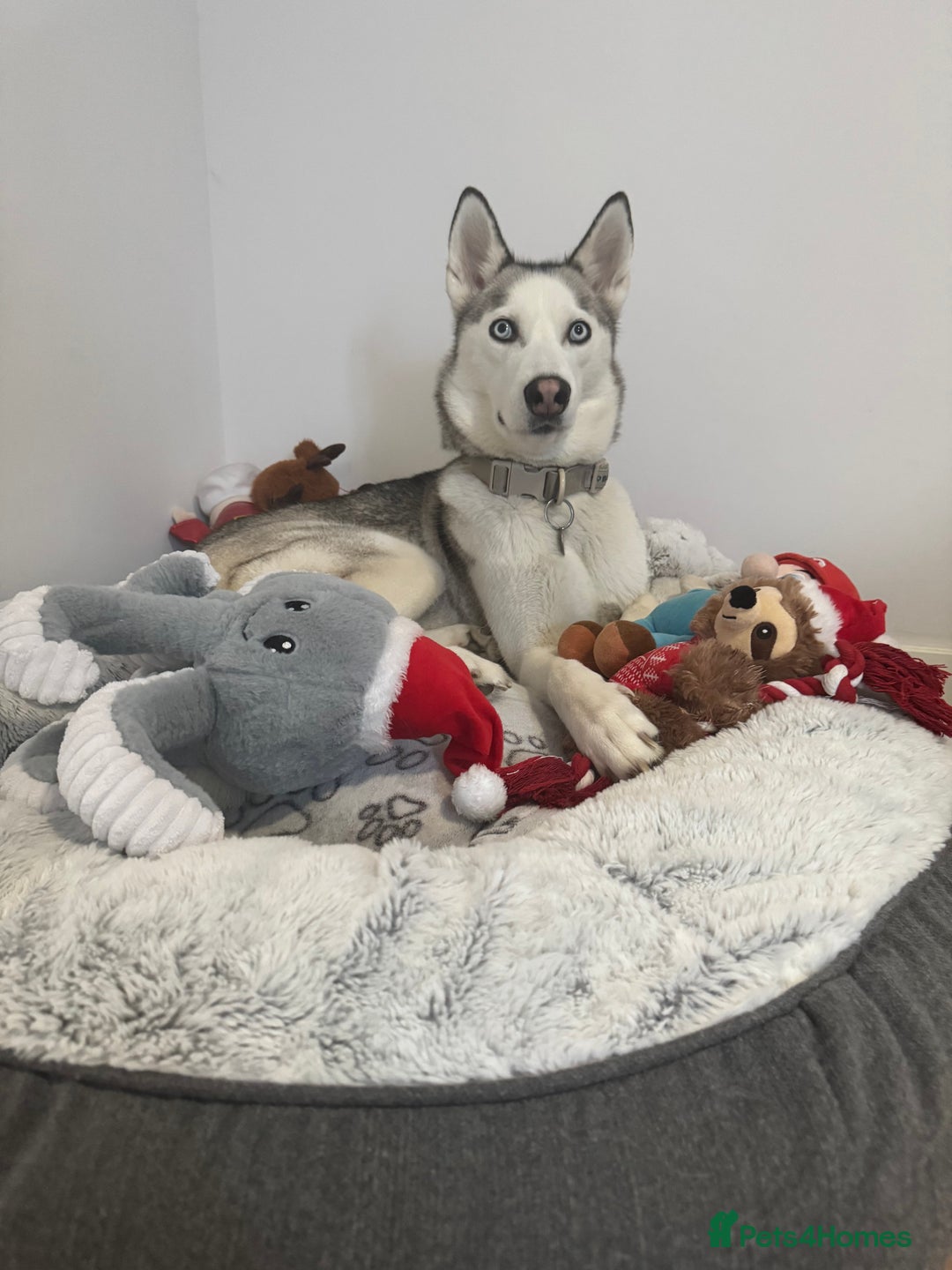 Siberian Husky dogs for sale: Siberian Husky Stormy - 2 years old  - Advert 10