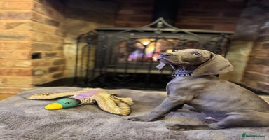 Weimaraner dogs 🐶🐾Adorable KC Registered Weimaraner Puppies🐶🐾 - Advert 15