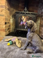 Weimaraner dogs 🐶🐾Adorable KC Registered Weimaraner Puppies🐶🐾 - Advert 1