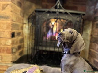 Weimaraner dogs 🐶🐾Adorable KC Registered Weimaraner Puppies🐶🐾 - Advert 3