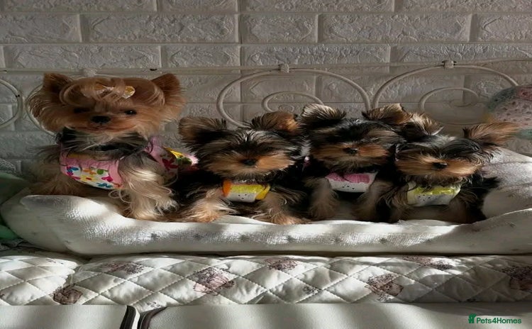 Yorkshire Terrier dogs - Advert 1