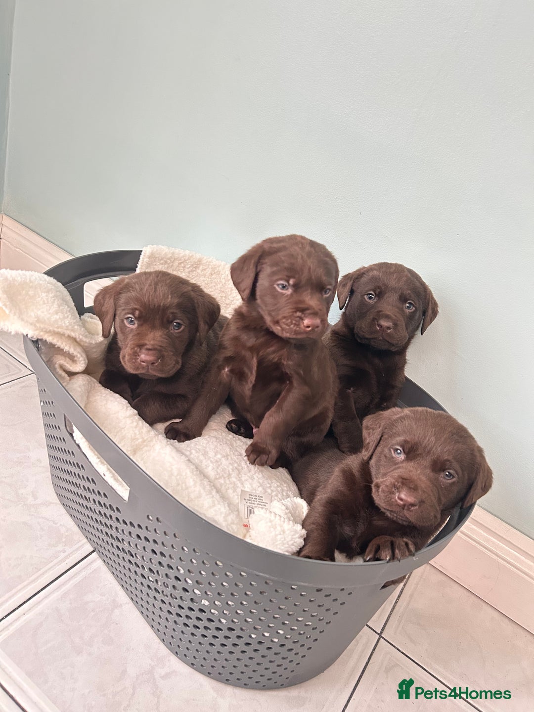 Labrador Retriever dogs for sale: Chunky chocolate Labrador puppies - Advert 8
