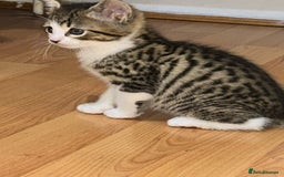 Mixed Breed cats for sale:  Adorable kitten will come with litter tray+food - Image 4