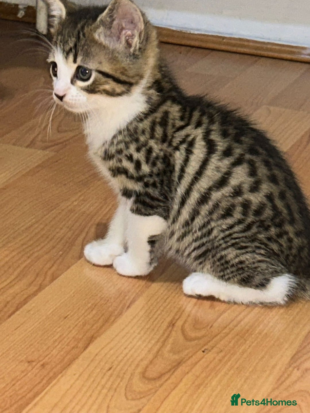 Mixed Breed cats for sale:  Adorable kitten will come with litter tray+food - Image 4