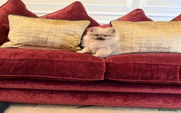 Pomeranian dogs for sale: Beautiful sable Boy Ready Now - Image 2