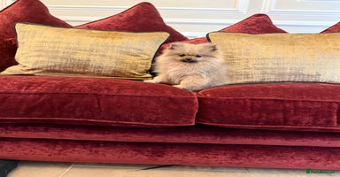 Pomeranian dogs - Advert 4