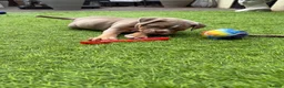Olde English Bulldogge dogs for sale: Olde English Bulldogge, Mix Colours & Fluffy Gene - Advert 10