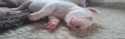 Bull Terrier dogs for sale: Quality Bull Terrier Puppies - Advert 3
