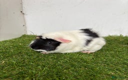 Guinea Pig rodents for sale: Super calm, friendly Guinea pig females  - Image 19