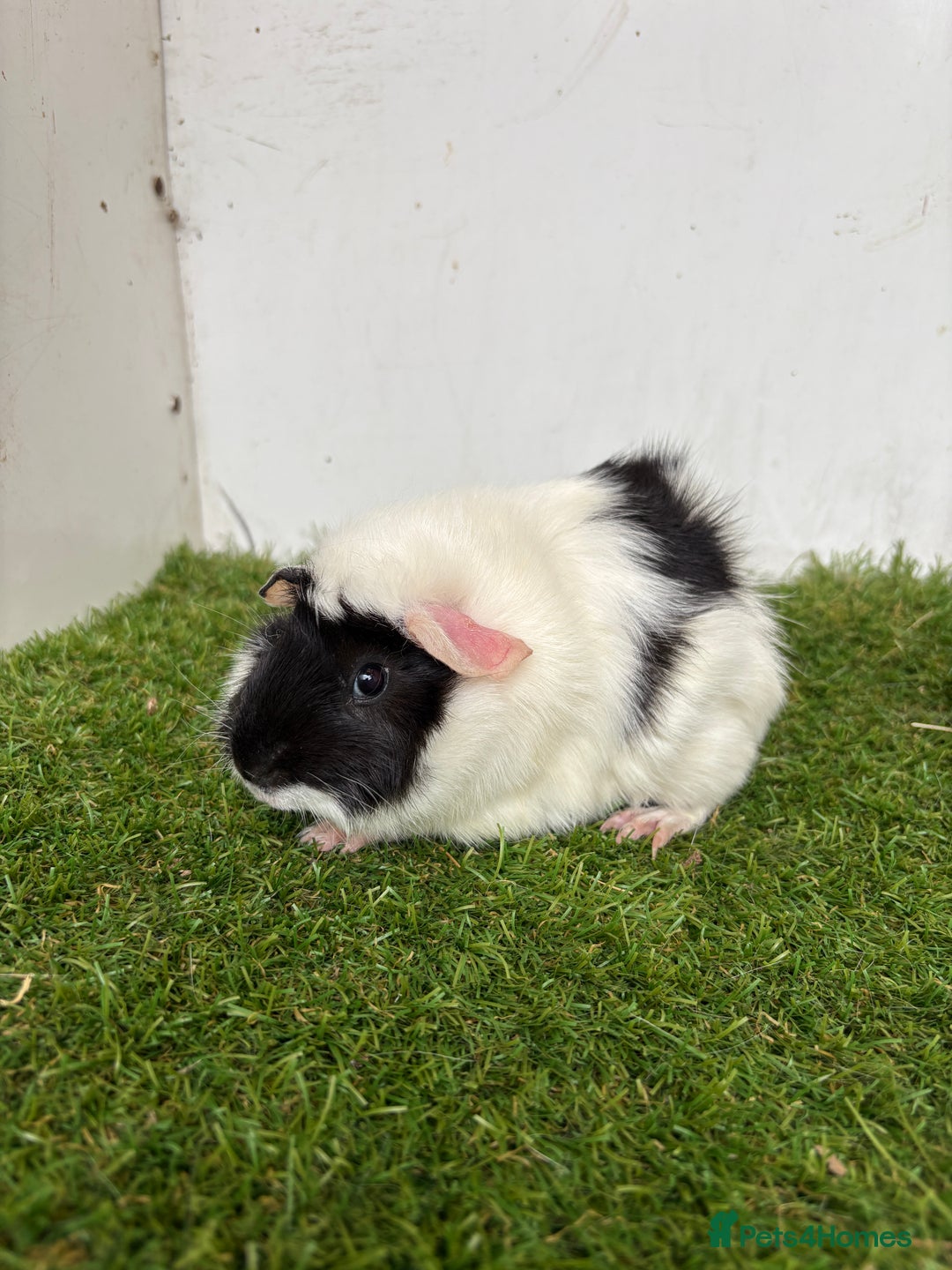 Guinea Pig rodents for sale: Super calm, friendly Guinea pig females  - Image 19