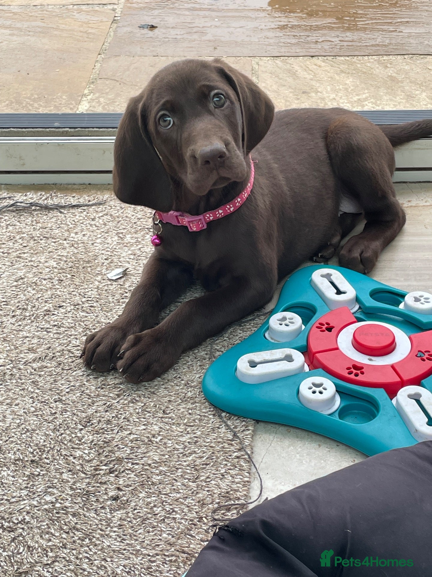 German Shorthaired Pointer dogs Stunning boy and girls  - Advert 2