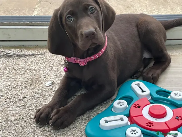German Shorthaired Pointer dogs Stunning boy and girls - Advert 1