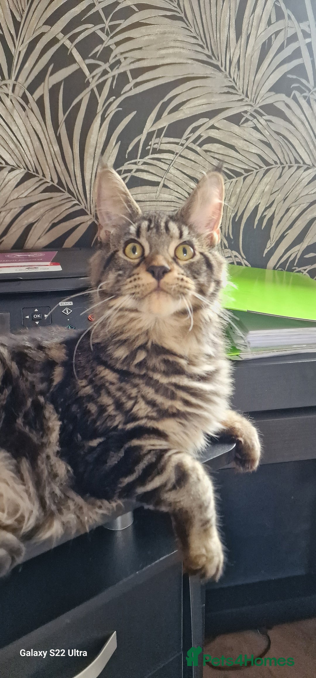 Maine Coon cats for sale: Female MCO - Image 11