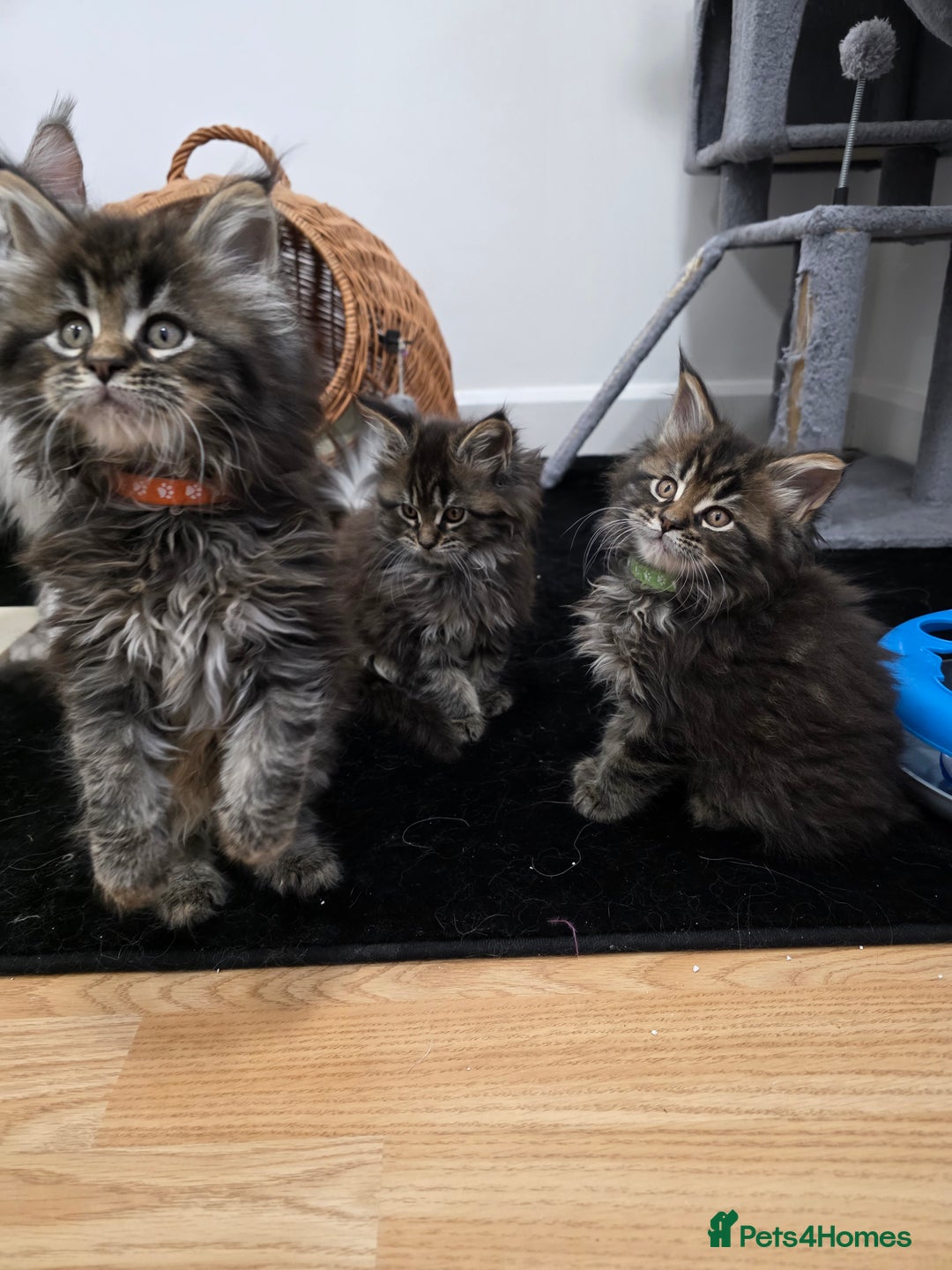 Maine Coon cats for sale: Maine Coon Kittens - Advert 11