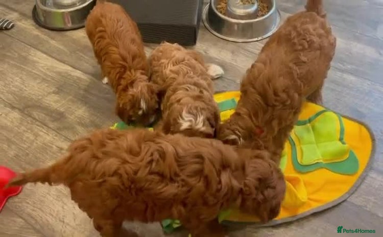 Cavapoo dogs - Advert 1