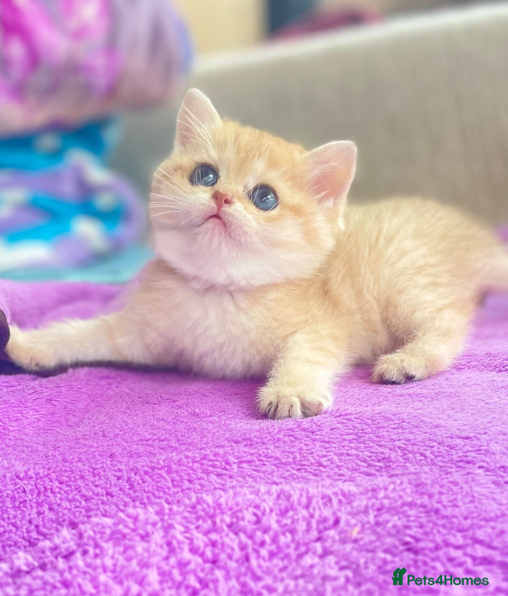 British Shorthair cats for sale: Beautiful golden British shorthair  - Advert 2
