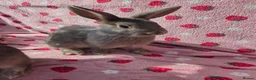Mixed Breed reptiles for sale: very tame Blue fawn plush mini lop bunnies 4 left - Advert 9