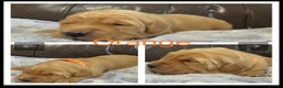 Golden Retriever dogs for sale: KC DNA tested gorgeous golden retriever puppies  - Advert 24