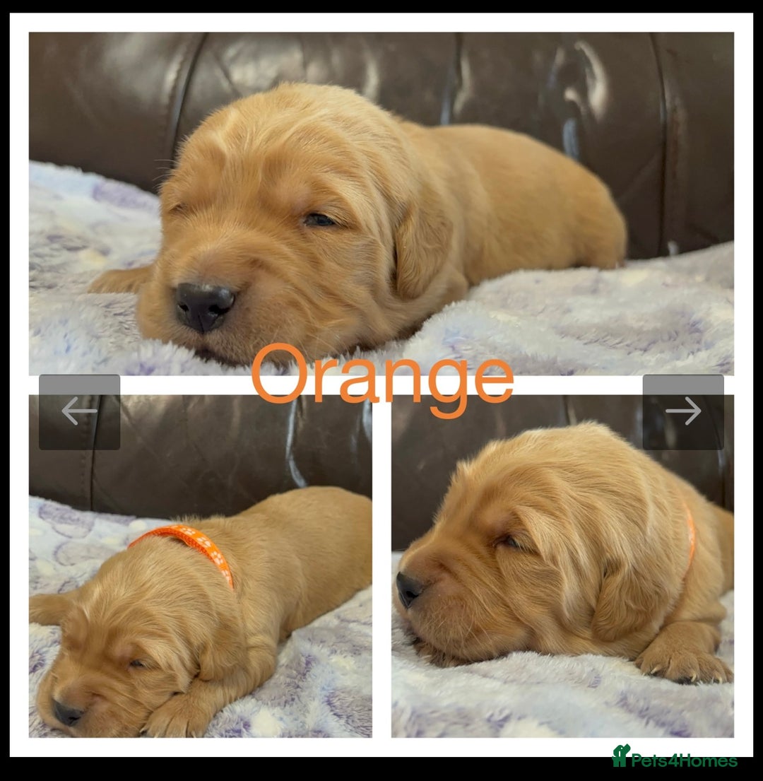 Golden Retriever dogs for sale: KC DNA tested gorgeous golden retriever puppies  - Advert 24