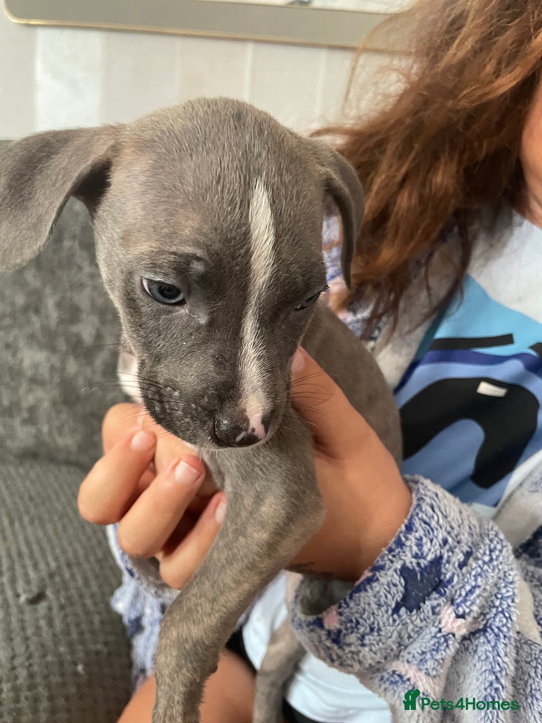 Mixed Breed dogs for sale: Pressa x American bulldog pups  - Image 4