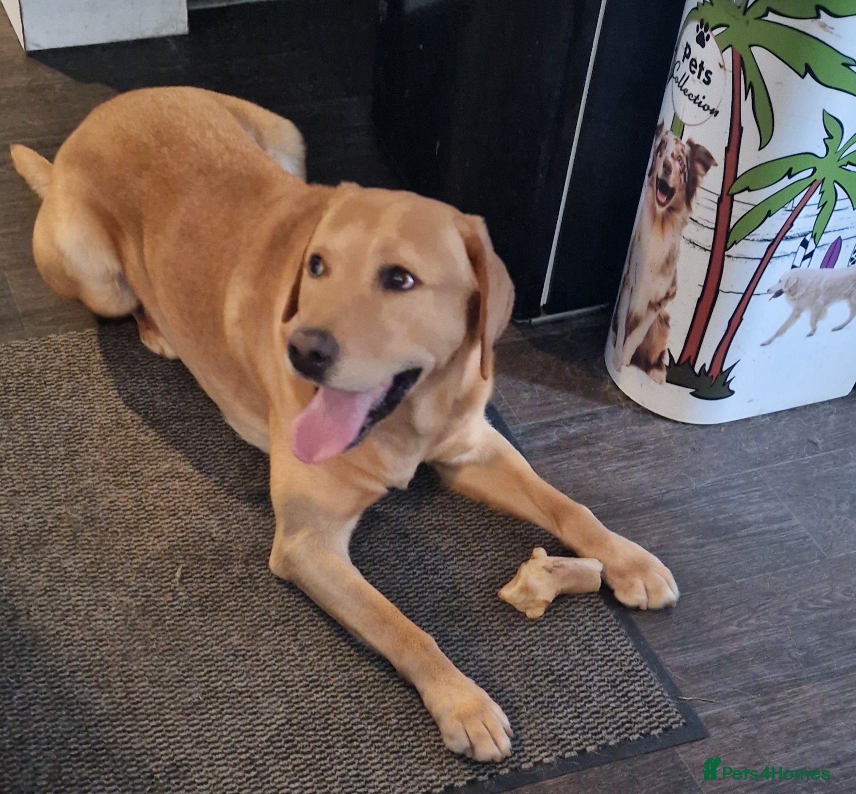 Labrador Retriever dogs Experienced KC health tested labrador stud  - Advert 23