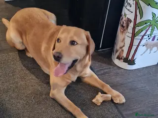 Labrador Retriever dogs Experienced KC health tested labrador stud - Advert 23