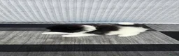 Pomeranian dogs for sale: Particolour Poms - Advert 10