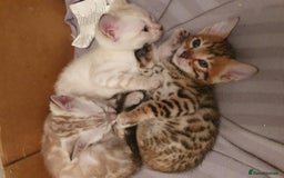 Bengal cats for sale: Pure Bengal kittens for sale - Image 10