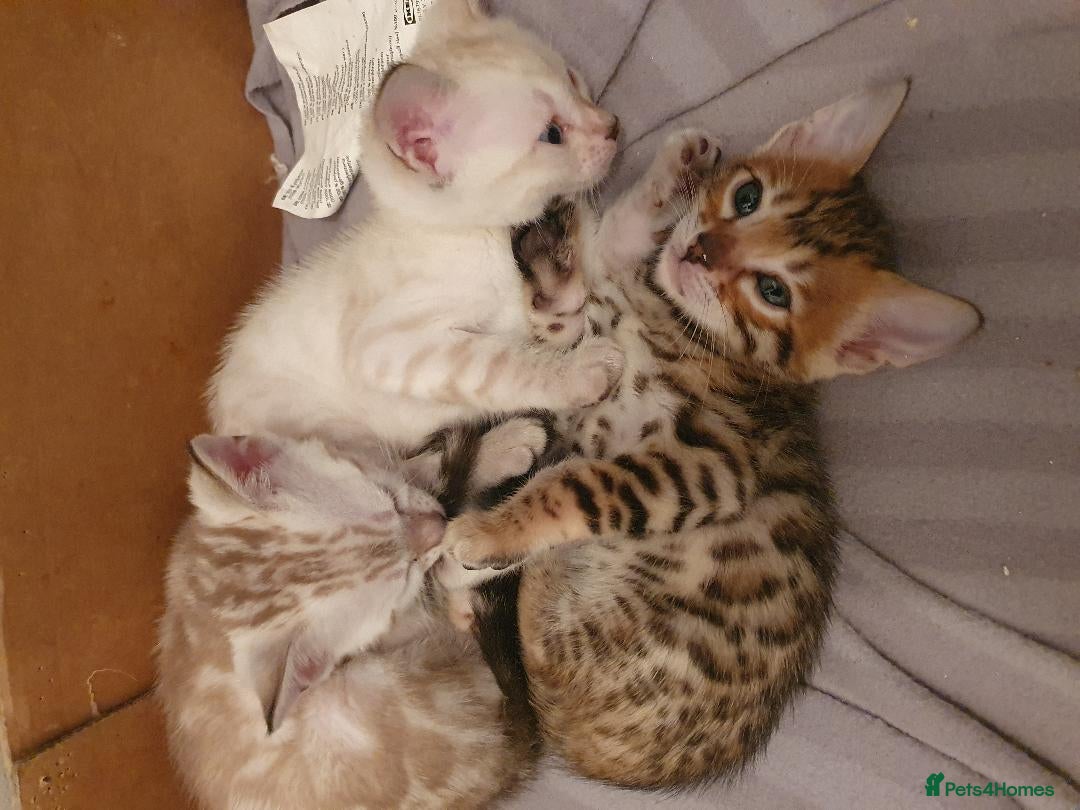 Bengal cats for sale: Pure Bengal kittens for sale - Image 10