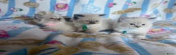 Ragdoll cats for sale: Gorgeous pure-bread ragdolls ( certificates+ docs) - Advert 23