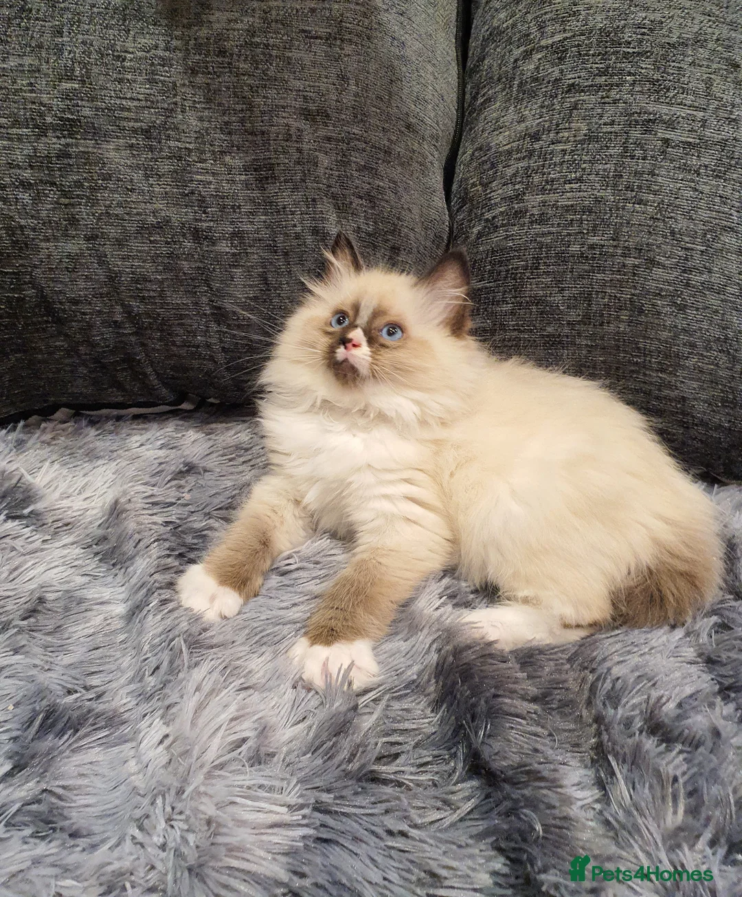 Ragdoll cats for sale: 💖Beautiful GCCF Registered Ragdoll Kittens💖 - Advert 26