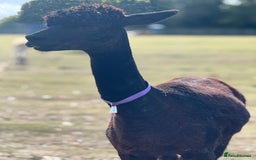 Alpaca livestock for sale: Stunning Breeding Female Alpaca Herd - Image 1