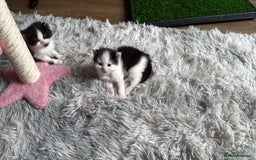 British Shorthair cats for sale: 3 british short hair kitty’s for sale  - Image 9