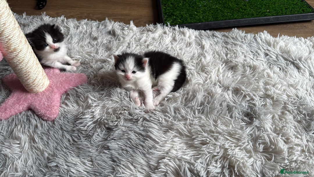 British Shorthair cats for sale: 3 british short hair kitty’s for sale  - Image 9