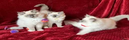 Ragdoll cats for sale: GCCFreg.parents ChampionBloodline 5GENpedigree BSH - Advert 9
