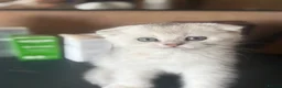 Scottish Fold cats for sale: ❤️SCOTTISH FOLD/STRAIGHTS SILVER CHINCHILLA ❤️ - Advert 7