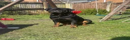 Rottweiler dogs for stud: Stunning KC reg boy now at public stud - Advert 6