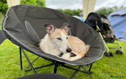 Lurcher dogs for sale: 7-8 year old Lurcher, My best friend.  - Advert 1