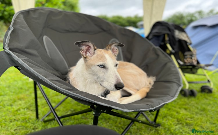 Lurcher dogs 7-8 year old Lurcher, My best friend.  - Advert 1