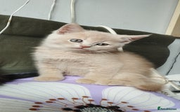 Mixed Breed cats for sale: One boy and 2 girls looking for home - Image 9
